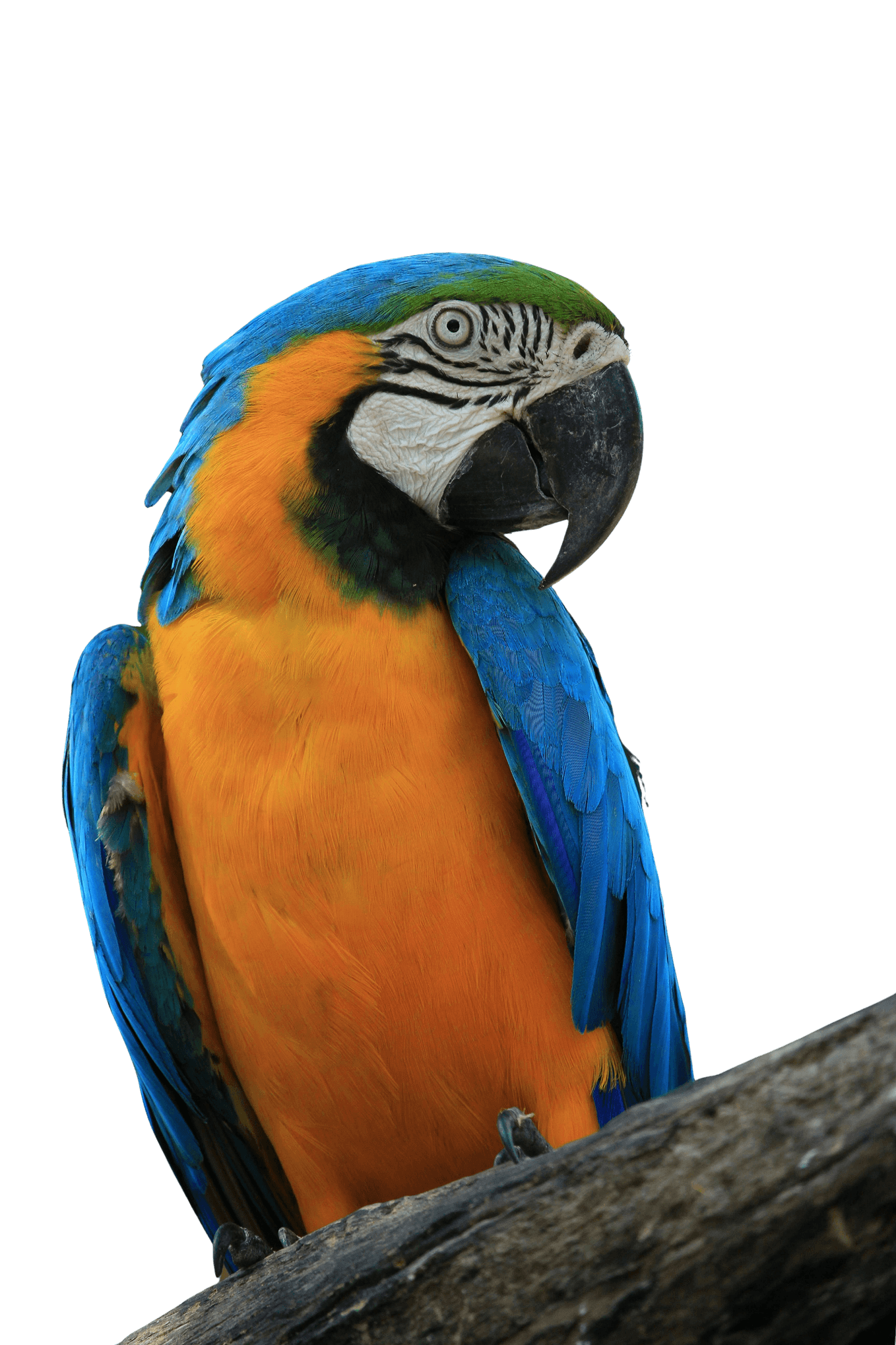 Blue-and-gold Macaw