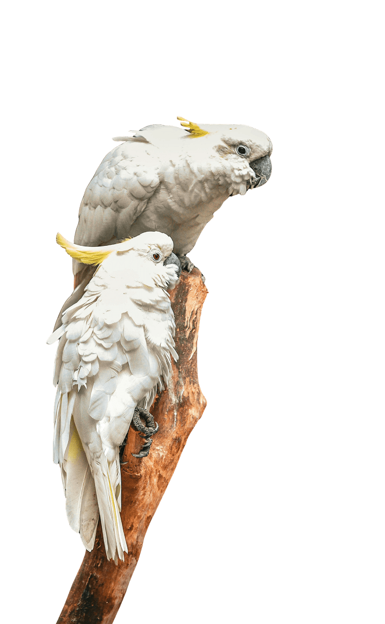 Cockatoo